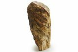 Triassic-Age Petrified Wood Log - Madagascar #378886-1
